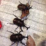 九発目-カブトムシ成長記-